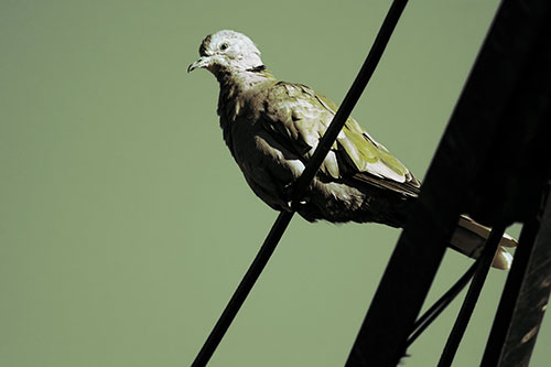 Collared Dove Perched Atop Wire (Green Tint Photo)