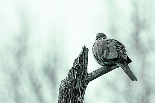 Collared Dove Sitting Atop Broken Tree (Green Tint)