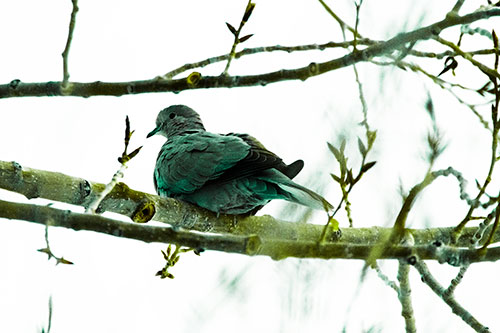 Collared Dove Sitting Atop Tree Branch (Green Tint Photo)