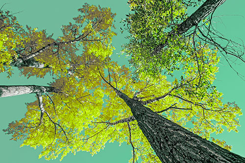Colorful Towering Autumn Trees Among Clear Sky (Green Tint)