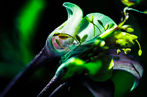 Columbine Flower Face Embracing Sunlight (Green Tint)