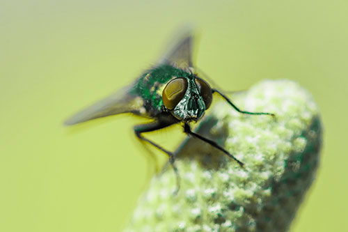 Confused Blow Fly Tilts Head Atop Coneflower (Green Tint)