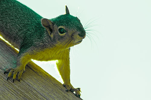 Confused Head Tilting Squirrel Standing Along Wooden Pole (Green Tint)