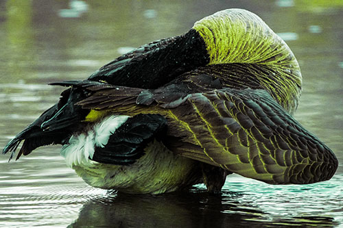Contorting Canadian Goose Playing Peekaboo (Green Tint Photo)