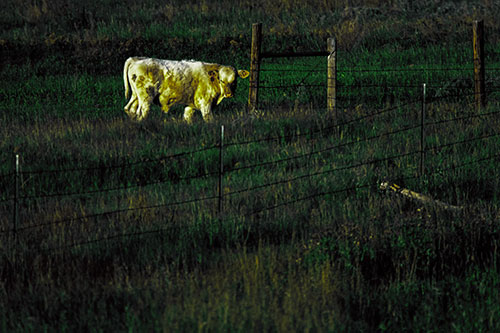 Cow Glances Sideways Beside Barbed Wire Fence (Green Tint Photo)