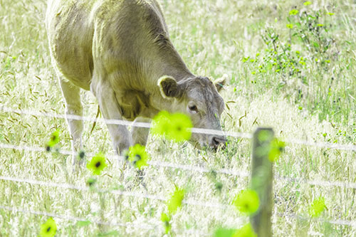 Cow Snacking On Grass Behind Fence (Green Tint Photo)