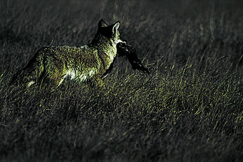Coyote Heads Towards Forest Carrying Dead Animal Carcass (Green Tint Photo)