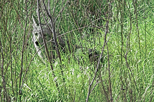 Coyote Makes Eye Contact Among Tall Grass (Green Tint Photo)