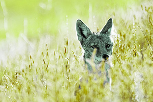Coyote Peeking Head Above Feather Reed Grass (Green Tint Photo)