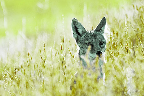 Coyote Peeking Head Above Feather Reed Grass (Green Tint)
