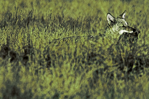 Coyote Running Through Tall Grass (Green Tint Photo)