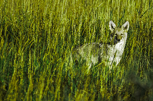 Coyote Watches Among Feather Reed Grass (Green Tint Photo)