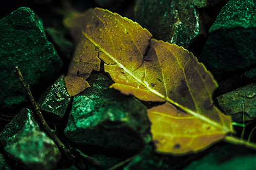 Cracked Soggy Leaf Face Rests Among Rocks (Green Tint Photo)