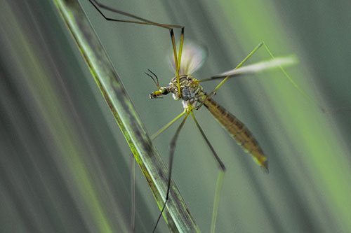 Crane Fly Clinging Ahold To Grass Blade (Green Tint)