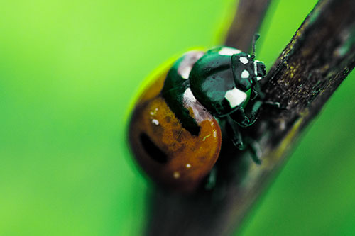 Crawling Ladybug Climbing Up Plant Stem (Green Tint Photo)