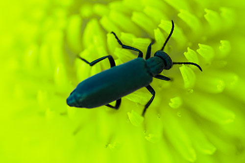 Crawling Oedemera Beetle Searching Atop Dandelion (Green Tint)