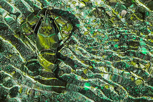 Crayfish Holds Onto Riverbed Floor Among Rippling Water (Green Tint Photo)