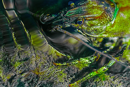 Crayfish Swims Against Rippling Water (Green Tint Photo)