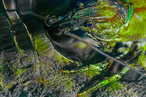 Crayfish Swims Against Rippling Water (Green Tint)