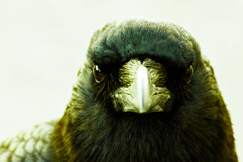 Creepy Close Eye Contact With A Crow (Green Tint Photo)
