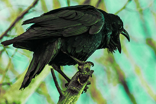 Croaking Raven Perched Atop Broken Tree Branch (Green Tint Photo)