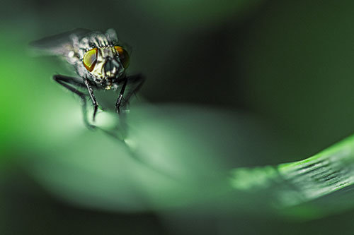 Crouching Cluster Fly Balances Among Grass Blade (Green Tint)