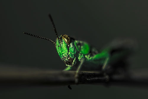 Crouching Grasshopper Gripping Onto Grass Blade (Green Tint)