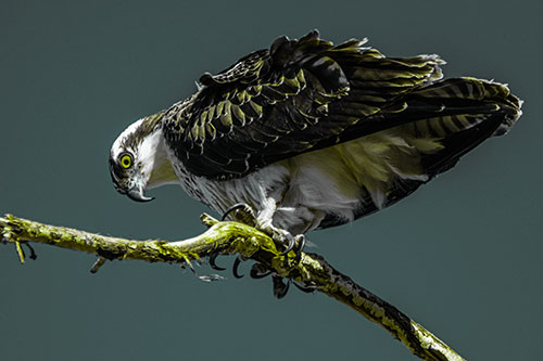 Crouching Osprey Hawk Looking Below Shredded Tree Branch (Green Tint)