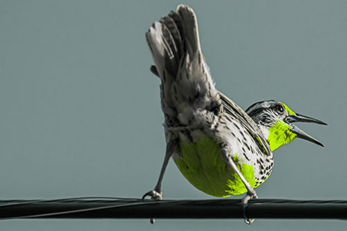 Crouching Western Meadowlark Singing Towards Sunlight (Green Tint)
