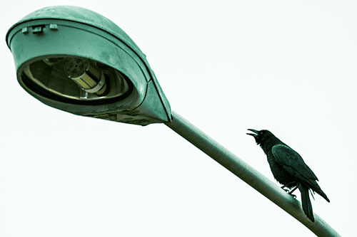 Crow Cawing Atop Sloping Light Pole (Green Tint Photo)