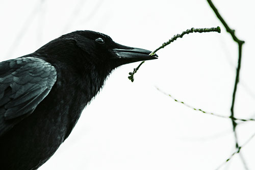 Crow Clasping Stick Among Tree Branches (Green Tint Photo)
