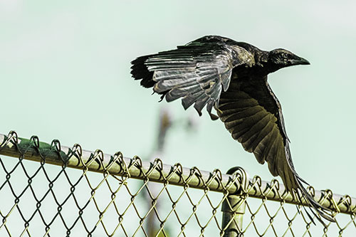 Crow Flying Over Chain Link Fence (Green Tint)