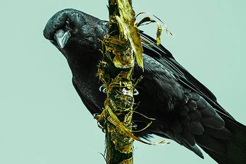 Crow Glaring Downward Atop Peeling Tree Branch (Green Tint Photo)