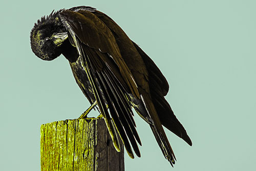 Crow Grooming Wing Atop Wooden Post (Green Tint Photo)