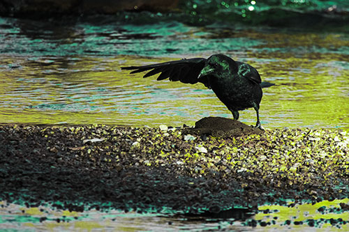 Crow Pointing Upstream Using Wing (Green Tint Photo)