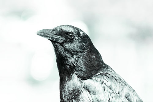 Crow Posing For Headshot (Green Tint Photo)