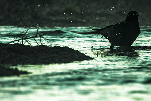 Crow Splashing River Water (Green Tint Photo)