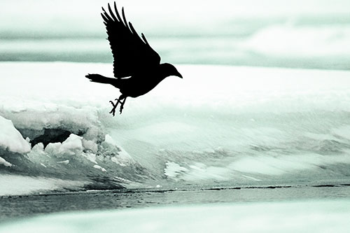 Crow Taking Flight Off Icy Shoreline (Green Tint Photo)