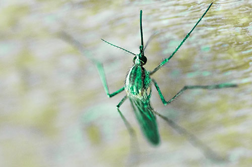 Culex Pipien Mosquito Resting Vertically (Green Tint Photo)