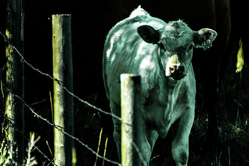 Curious Cow Calf Making Eye Contact (Green Tint Photo)
