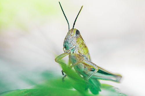Curious Crouching Grasshopper Perched Atop Leaf Petal (Green Tint)