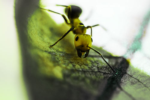 Curious Fire Ant Spreads Mandibles Among Sloping Milkweed Leaf (Green Tint)