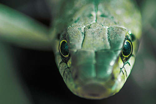 Curious Garter Snake Makes Direct Eye Contact (Green Tint Photo)