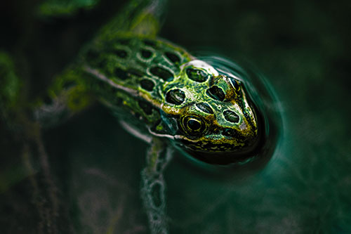 Curious Leopard Frog Peeking Head Above Water (Green Tint Photo)