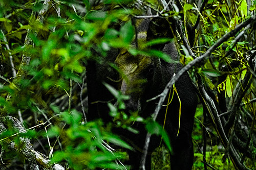 Curious Moose Looking Around (Green Tint Photo)