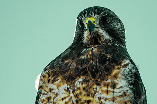 Curious Rough Legged Hawk Eying Intruder Below (Green Tint)