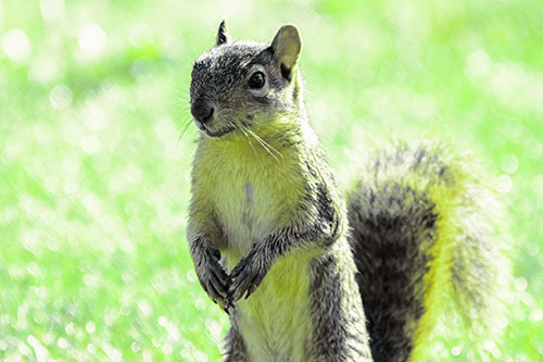 Curious Squirrel Standing On Hind Legs (Green Tint Photo)