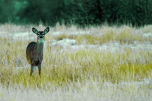 Curious White Tailed Deer Watching Among Snowy Field (Green Tint Photo)