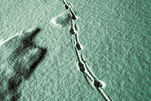 Curving Animal Footprint Trail Dragging Along Snow (Green Tint Photo)