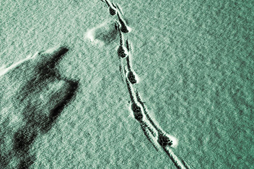 Curving Animal Footprint Trail Dragging Along Snow (Green Tint)